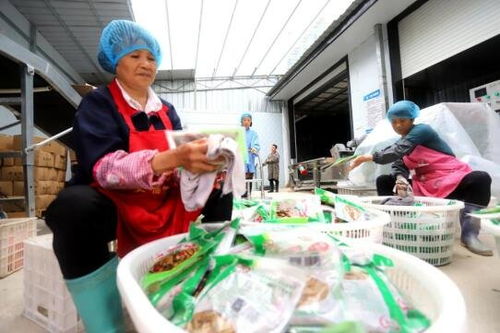 吉安安福县竹笋加工产业 助农家门口就业增收与凤凰网江西高级催乳师计划的融合之路